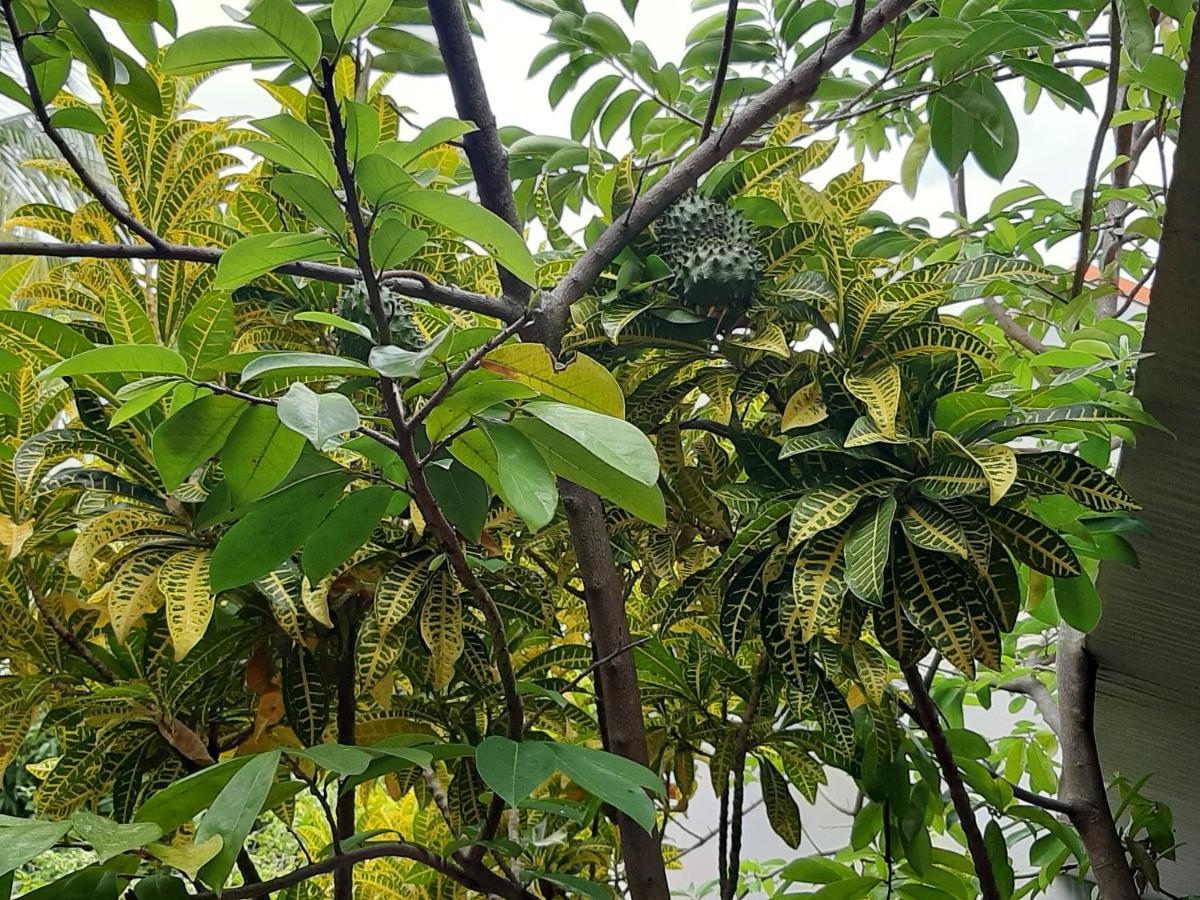Residence Mon Refuge Grande Anse 外观 照片